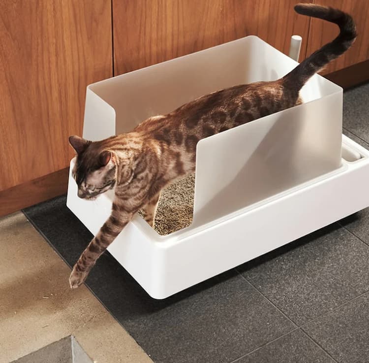 Litterbox train time with a cat exiting a litter box